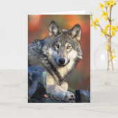 Wolf Fotograf Karte (Gelbe Blume)