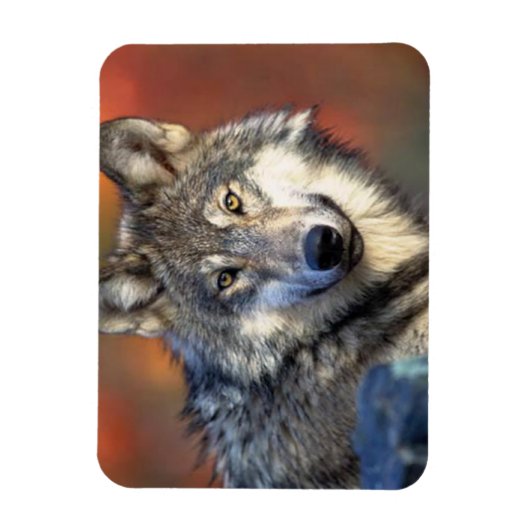 Wolf Fotograf Magnet (Vertikal)