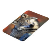 Wolf Fotograf Magnet (Linke Seite)