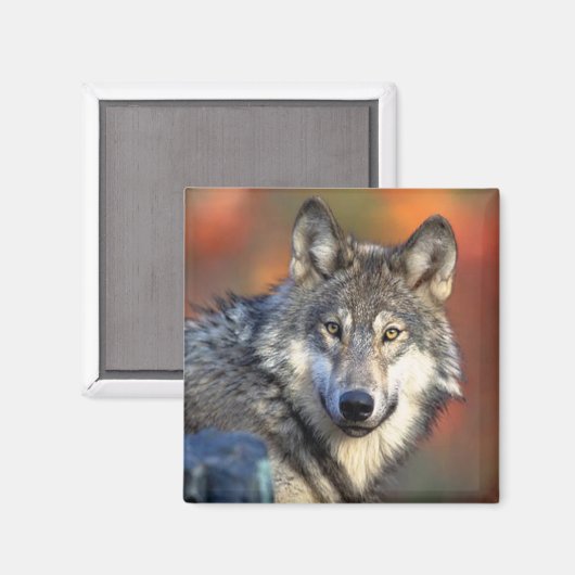 Wolf Fotograf Magnet (Vorderseite/Rückseite)