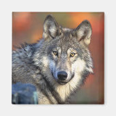 Wolf Fotograf Magnet (Vorne)