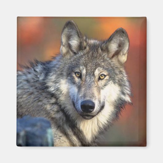 Wolf Fotograf Magnet (Vorne)