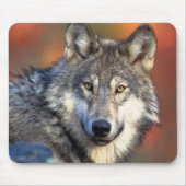 Wolf Fotograf Mousepad (Vorne)