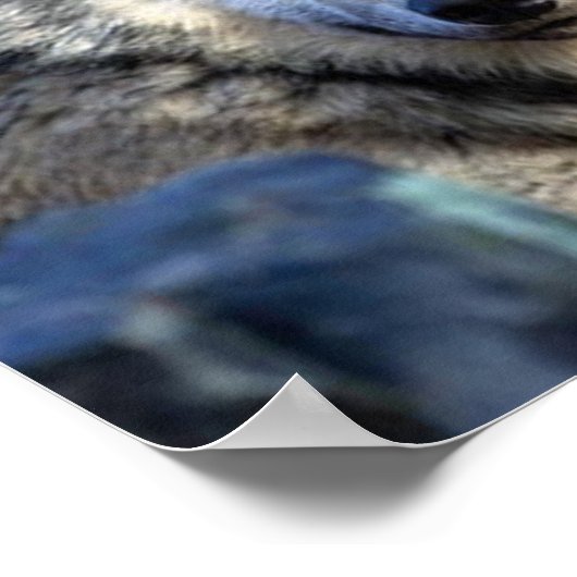 Wolf Fotograf Poster (Ecke)