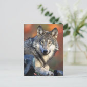 Wolf Fotograf Postkarte (Stehend Vorderseite)