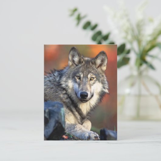 Wolf Fotograf Postkarte (Stehend Vorderseite)