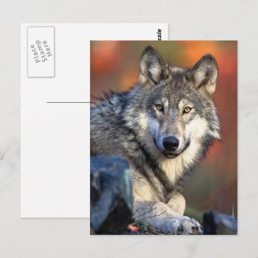 Wolf Fotograf Postkarte (Vorne/Hinten)