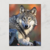 Wolf Fotograf Postkarte (Vorderseite)