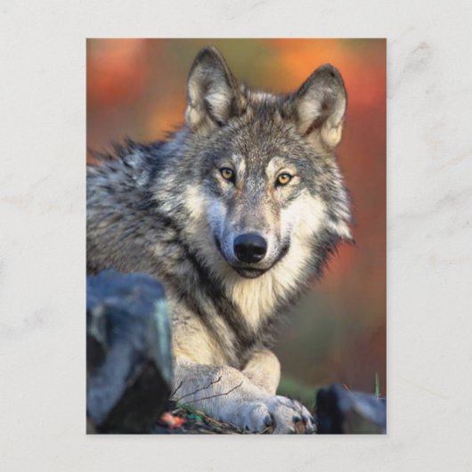 Wolf Fotograf Postkarte (Vorderseite)