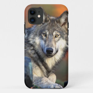 Wolf-Fotografie iPhone 11 Hülle