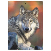Wolf-Fotografie Klemmbrett (Rückseite)