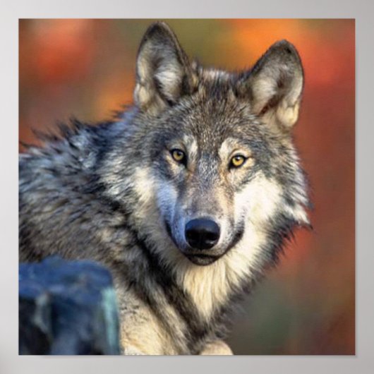 Wolf Fotografie Poster (Vorne)