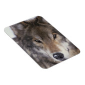 Wolf Gaze Magnet (Rechte Seite)