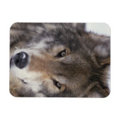Wolf Gaze Magnet (Horizontal)