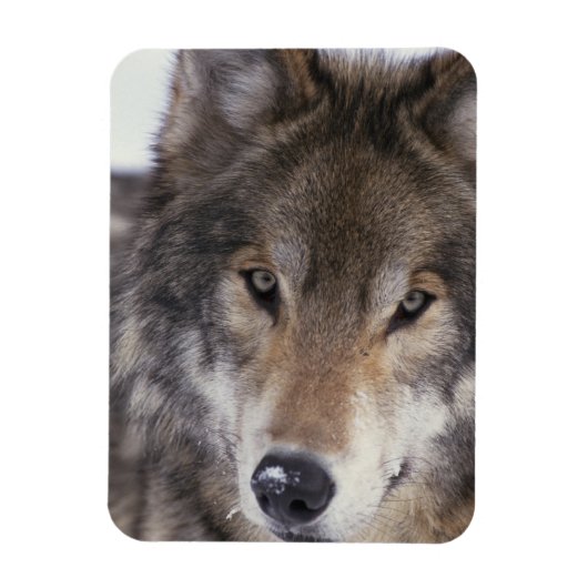 Wolf Gaze Magnet (Vertikal)
