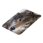Wolf Gaze Magnet (Linke Seite)