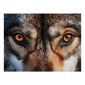Wolf Gaze Poster (Vorderseite)