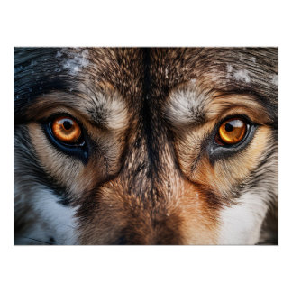 Wolf Gaze Poster