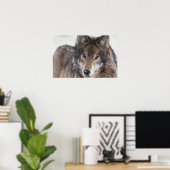 Wolf Gaze Poster (Heimbüro)
