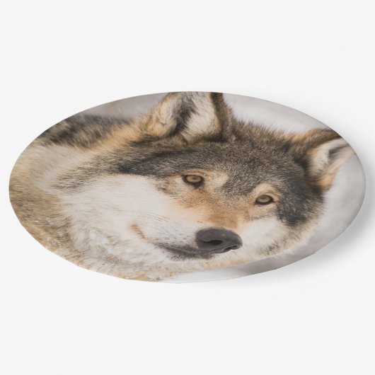 Wolf Geburtstagsjunge Pappteller (Schrägansicht)