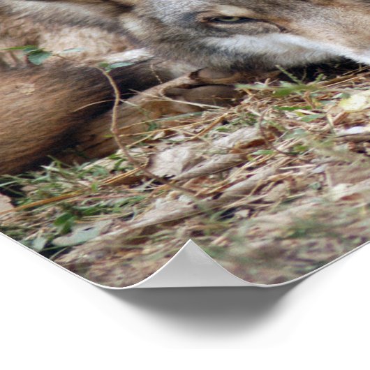 Wolf Gerahmt Print Poster (Ecke)