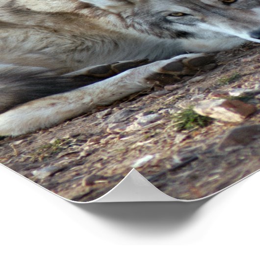 Wolf Gerahmt Print Poster (Ecke)