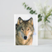 WOLF GESCHÜTZTES TIER POSTKARTE (Stehend Vorderseite)