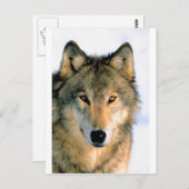 WOLF GESCHÜTZTES TIER POSTKARTE (Vorne/Hinten)