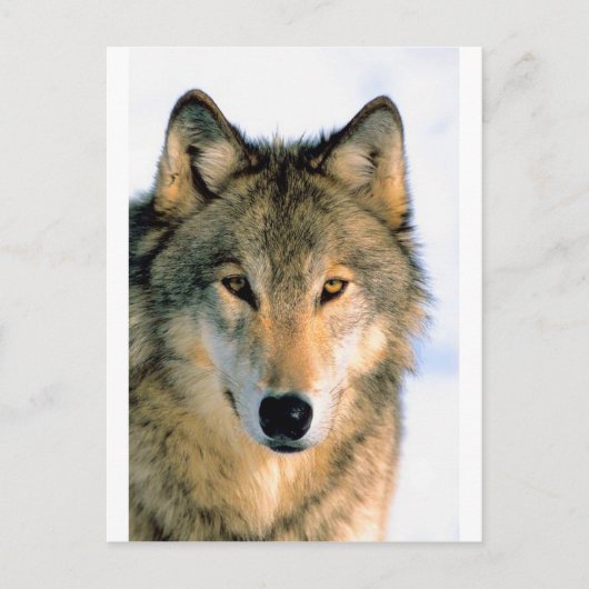WOLF GESCHÜTZTES TIER POSTKARTE (Vorderseite)
