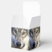 Wolf Gesicht nah Geschenkschachtel (Geöffnet)