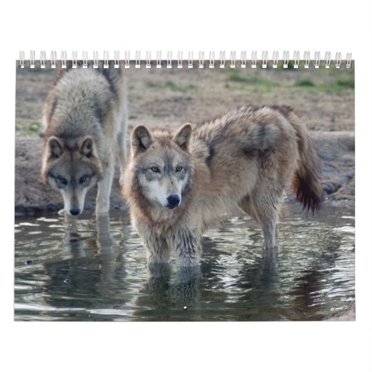 Wolf-grauer Wolf-Kalender Kalender (Titelbild)