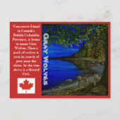 Wolf! Grauwölfe und Barrierenschüssel. Postkarte (Vorderseite)