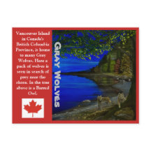 Wolf! Grauwölfe und Barrierenschüssel.