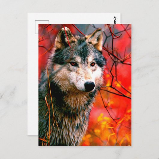 Wolf guckt durch Blätter in einem Wald Postkarte (Vorne/Hinten)