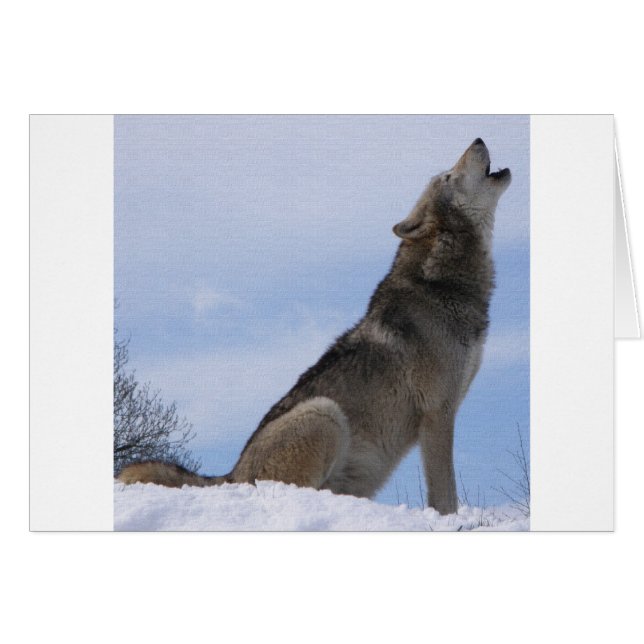 Wolf Howl (Vorderseite (Horizontal))
