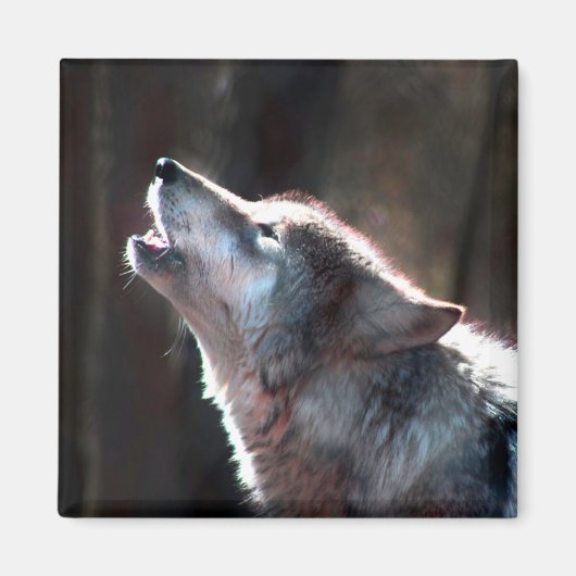 Wolf Howling Lone Wolf Magnet (Vorne)