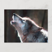 Wolf Howling Lone Wolf Postkarte (Vorderseite)