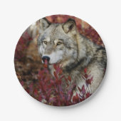 Wolf im Fall Pappteller (Vorderseite)