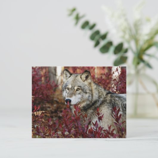 Wolf im Fall Postkarte (Stehend Vorderseite)