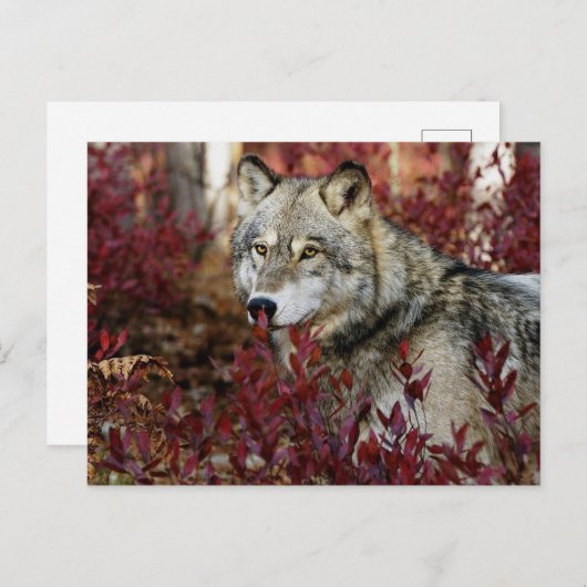 Wolf im Fall Postkarte (Vorne/Hinten)