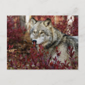 Wolf im Fall Postkarte (Vorderseite)