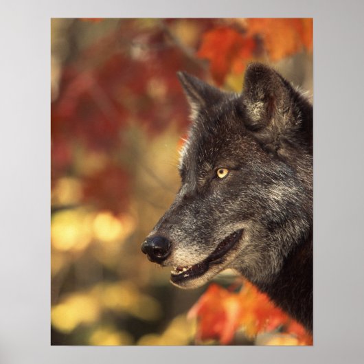 Wolf im Herbst Poster (Vorne)
