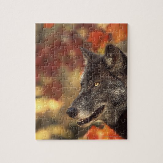 Wolf im Herbst Puzzle (Vertikal)