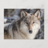 Wolf im Schnee-Foto-Postkarte