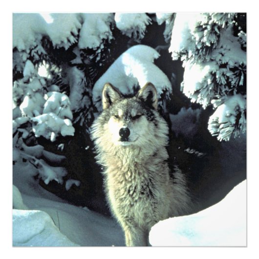 Wolf im Schnee Foto Print (Vorne)