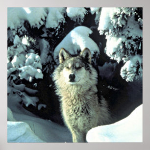 Wolf im Schnee Poster