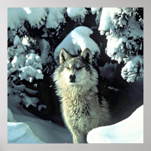 Wolf im Schnee Poster (Vorne)