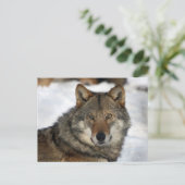 Wolf im Schnee Postkarte (Stehend Vorderseite)