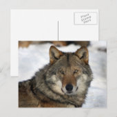 Wolf im Schnee Postkarte (Vorne/Hinten)