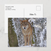 Wolf im Schnee Postkarte (Vorne/Hinten)